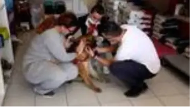 Serik'te yaralı bulunan sokak köpeği sahiplendirildi