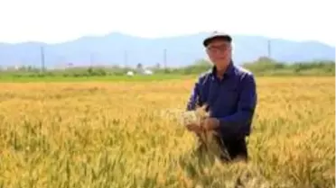 Süne sayımı yapıldı, ilaçla mücadeleye gerek yok