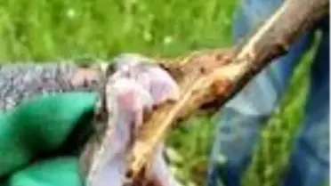 Türkiye'nin zehri en ölümcül yılanı Hakkari'de görüldü