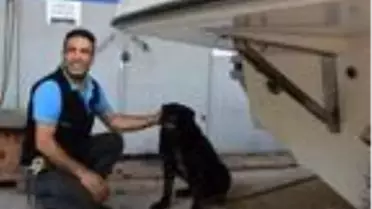 Pitbullun saldırısına uğrayan Rotweiller cinsi köpek, sağlığına kavuştu