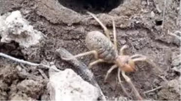 Sarıkız kabusu geri döndü