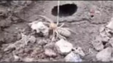 Sarıkız kabusu geri döndü! Et yiyen örümcek vatandaşları tedirgin etti