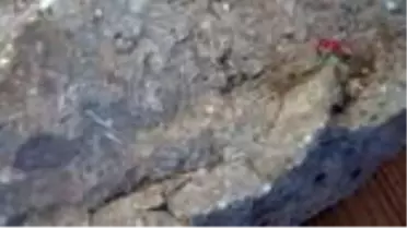 ŞIRNAK Beytüşşebap'ta 10 kiloluk taşta deniz canlılarına ait fosiller bulundu