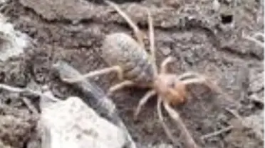 Sivas'ta ortaya çıkan etçil 'sarıkız' örümceği, köylüleri tedirgin etti