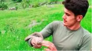 Hakkarili gençler, Türkiye'nin en zehirli yılanı koca engerekle oynayıp doğaya saldılar