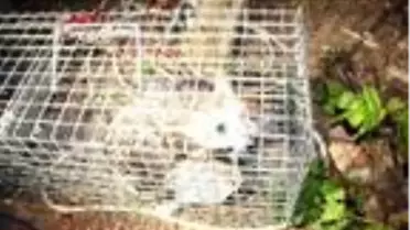 İçi su dolu kuyuya düşerek mahsur kalan yavru kedi operasyonla kurtarıldı