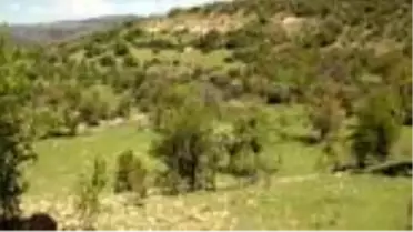 Beypazarı'nda ayının saldırdığı kadın hayatını kaybetti