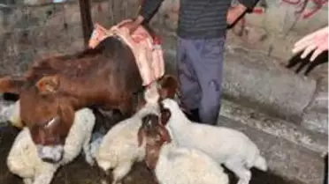 Annesiz kuzular eşek sırtından besleniyor