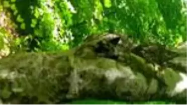 Kafası ağaç kovuğuna sıkışan köpek kurtarıldı - ORDU