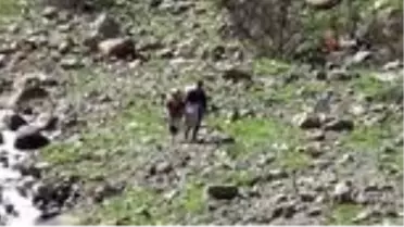 Pancar toplamak için dağı tırmanıp kilometrelerce yürüyorlar