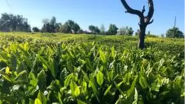 Lipton hasat için önlem programını açıkladı
