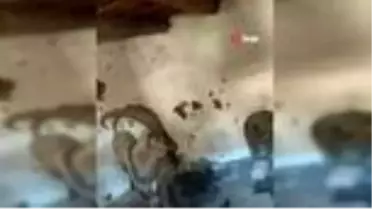 Yayla evinde mahsur kalan yaban keçisini kurtardılar