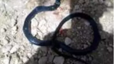 Şahmeran'da 2 metrelik yılan ortaya çıktı