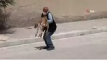Açlıktan ölmek üzere olan hasta köpek barınağa teslim edildi