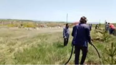 Akyaka Belediyesi'nde ağaçlandırma seferberliği