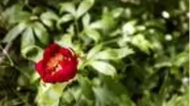 İstanbul'da çok nadir görülüyor; Şile'de görüntülendi