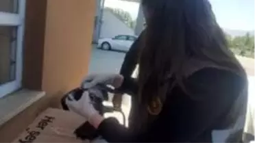 Yaralı güvercin tedavi altına alındı