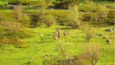 Bolu'da geyik sürüsü doğal yaşamlarında görüntülendi
