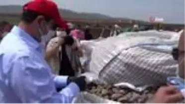 Sivas'ta Mor Patates'in ekimi yapıldı