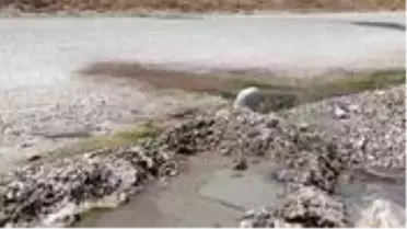 Vatandaşlar şaşkın! Kara yolundan çıkan termal su, asfaltı deldi