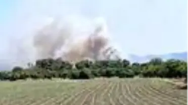 Köyceğiz'de zirai ve zeytinlik alanda yangın