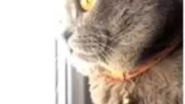 Mahsur kalan kuş, kedi sayesinde fark edilip kurtarıldı