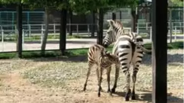 Zebra yavrusu Dilek 3 aylık oldu