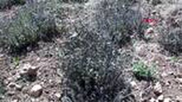 DENİZLİ 'Dünyanın kekik ambarı'nı zirai don vurdu