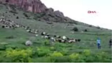 Oltu'da havalar ısındı, koçların kırkımı başladı