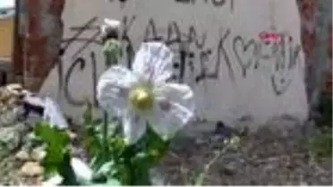 SOKAK KÖPEKLERİNİ BESLERKEN HAŞHAŞ BİTKİSİ EKİLİ ALANI BULDU