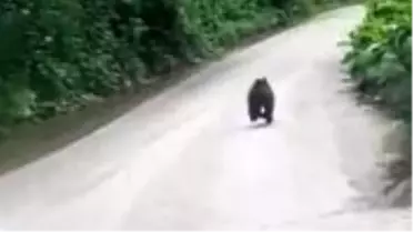 Rizelilerin yavru ayıyla kovalamacası kamerada