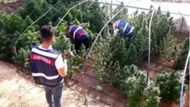 Kenevir yetiştirmek için sera kurdular, jandarmadan kaçamadılar