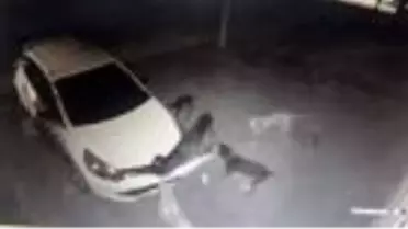 Köpekler, kedinin altına kaçtığı otomobilin tamponunu parçaladı