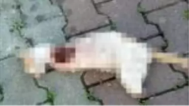 Patileri kesik ölü kedi bulundu