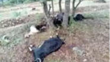 Bursa'da yıldırım düşmesi sonucu 9 keçi telef oldu