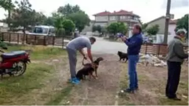 Kedi ve köpeklere kuduz aşısı yapıldı
