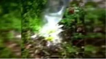 Bahçede pet şişe ile yetiştirilen kenevir bitkisine jandarma baskını