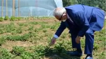 Kdz. Ereğli Belediyesi 12 çeşit üründe ata tohumu üretiyor