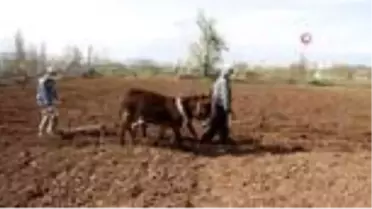 Konya'da eşeklerle tarım, günümüzde de revaçta