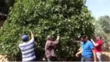 İncirde ilekleme dönemi başladı