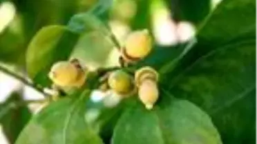 Son dakika güncel: Uçkurutan hastalığı limonda rekolteyi düşürecek