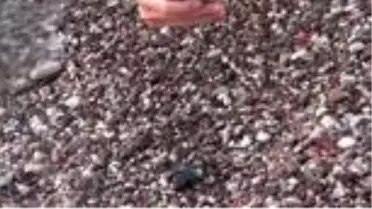 Antalya'da caretta caretta alanları protokolle koruma altına alındı