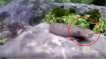 Doğada çekim yapan vatandaşa, Türkiye'nin en zehirli yılan türü saldırdı