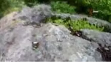 Telefonla görüntülediği engerek yılanının saldırısına uğradı