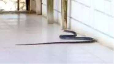Antalya'da zehirli yılanlar vatandaşı tedirgin ediyor