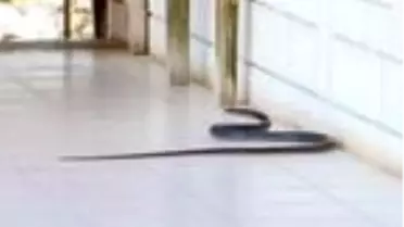 'Zehirli yılanlar gece çıkıyor, sahillerde ayakkabıyla dolaşın'