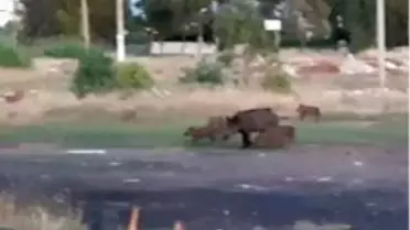 Ünlüler sitesini domuzlar bastı