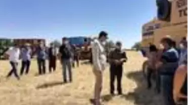 Akçadağ'da hububat hasadı başladı