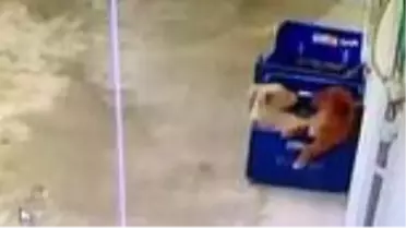 Sevecekmiş gibi yanına çağırdığı sevimli hayvanı böyle çaldı