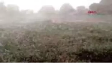 Tokat'ta dolu tarım arazilerine zarar verdi